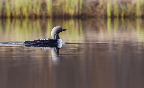 Pacific Loon-Arctic Reflections Photography Print